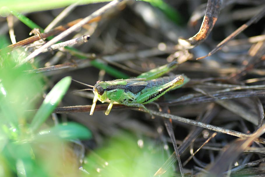 grasshopper, bug, insect, nature, wildlife, colorful, green HD wallpaper