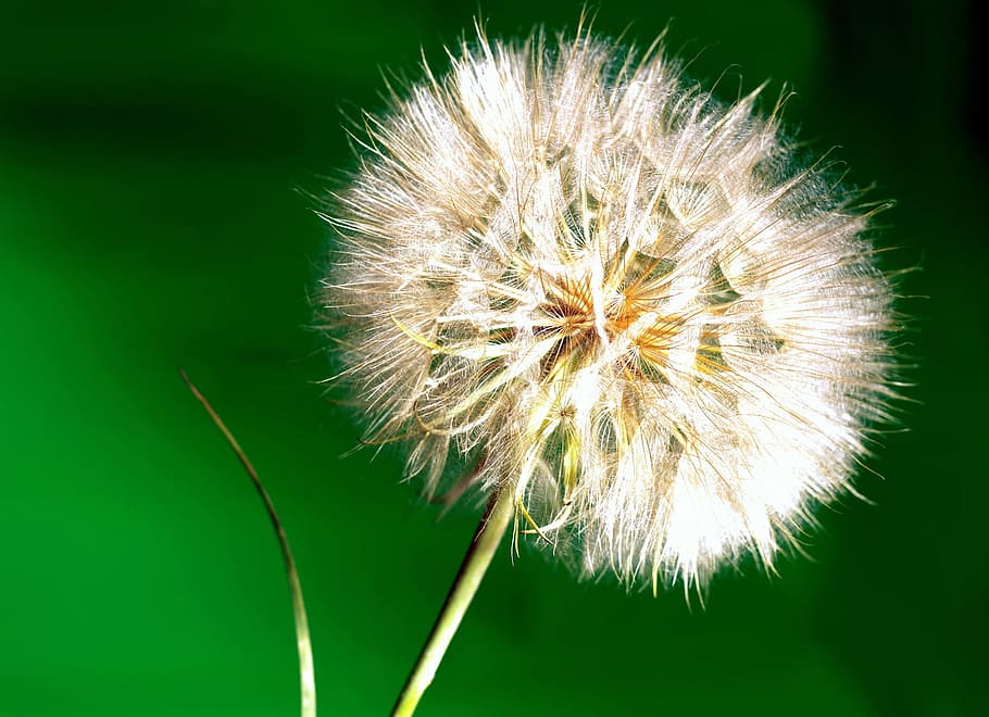 dandelion, fluffy, light, macro, nature, soft, white, green HD wallpaper