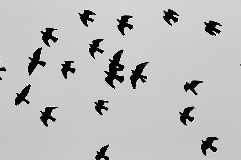 birds, animals, flight, flying, migrating, black, animal themes HD wallpaper