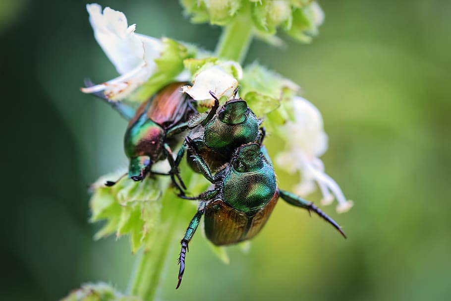 june bugs, insects, summer, bugs on plant, beetle, nature, animal themes HD wallpaper