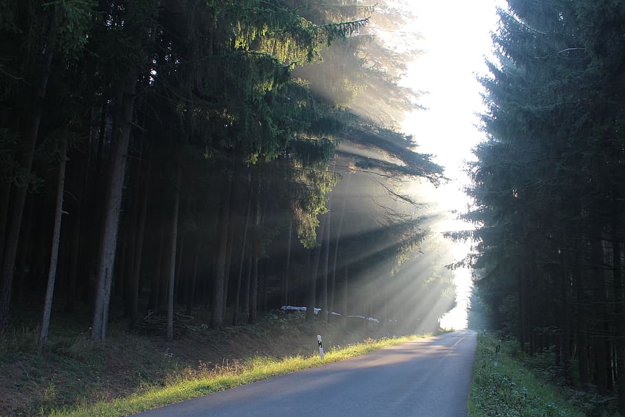 germany, forest, sunrise, trees, autumn, lights, street, sunny HD wallpaper