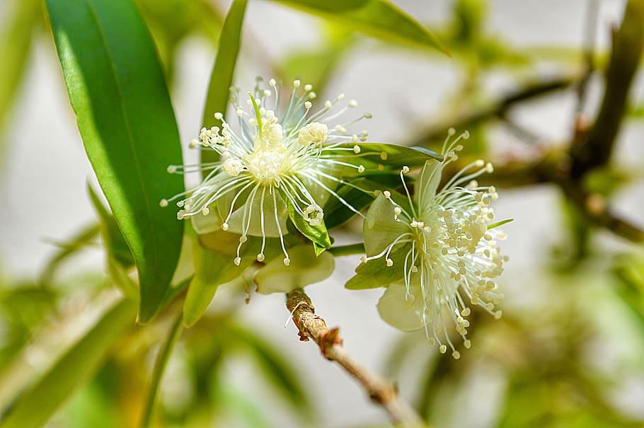 bud, tree, spring, flower, nature, flowers, plant, flowering plant HD wallpaper