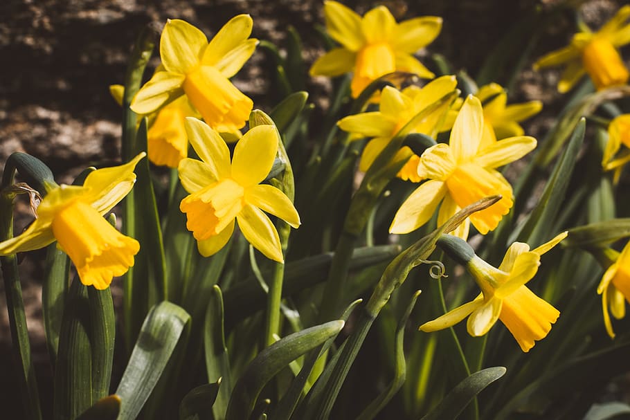 daffodils, flowers, yellow, spring, easter, plant, nature, narcissus HD wallpaper