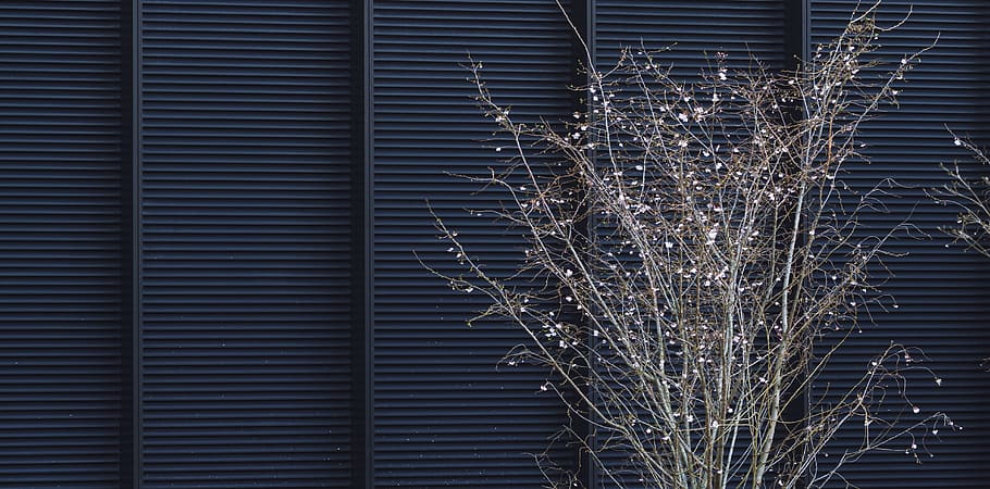 brown plants, home decor, window, outdoors, nature, united kingdom, HD wallpaper