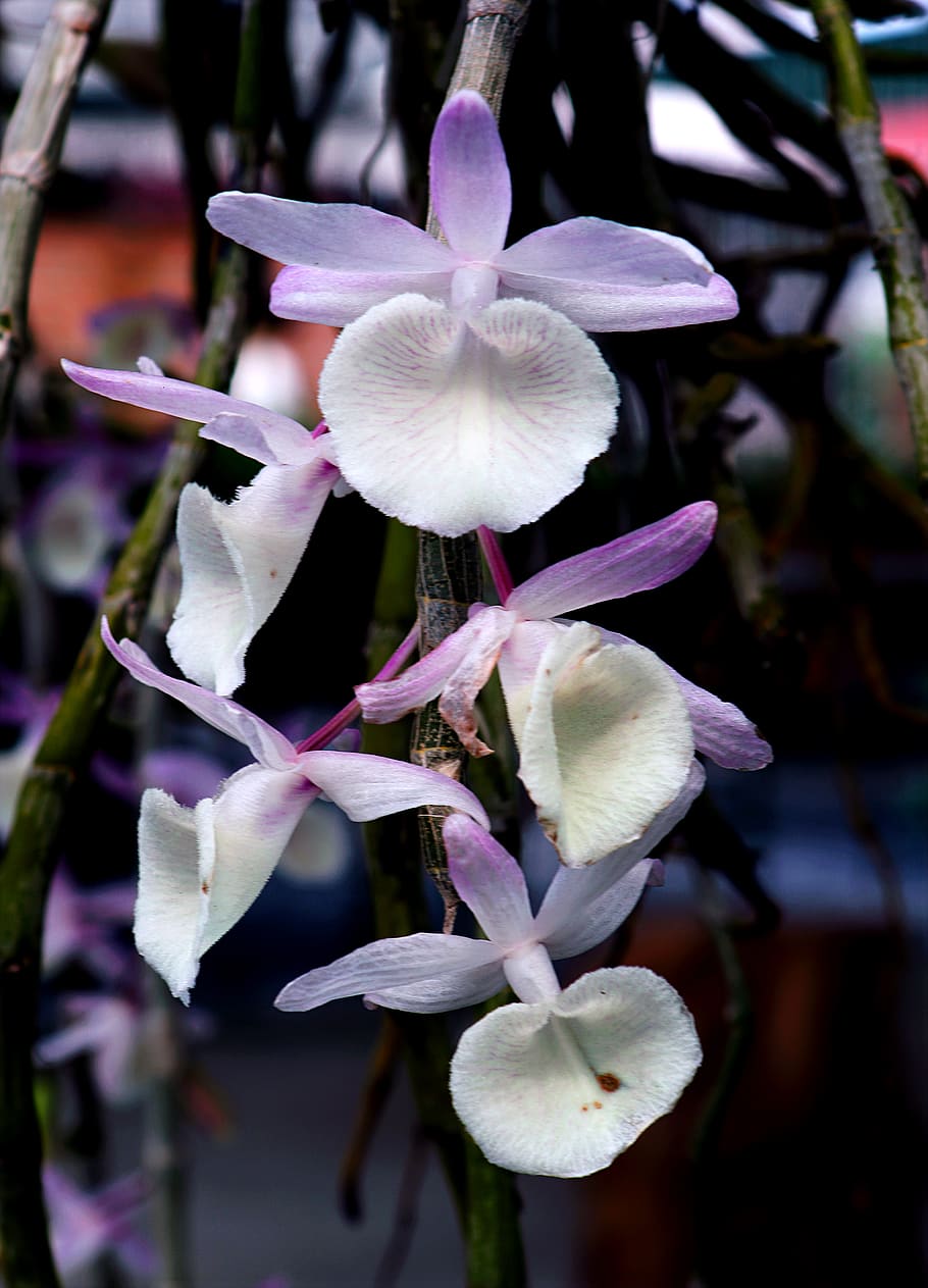 White and Purple Flowers, beautiful, bloom, blooming, blossom HD wallpaper