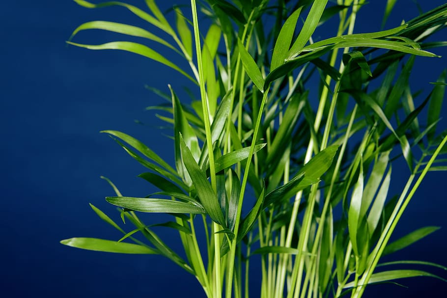 blue, nature, plant, background, field, beautiful, beauty, summer HD wallpaper
