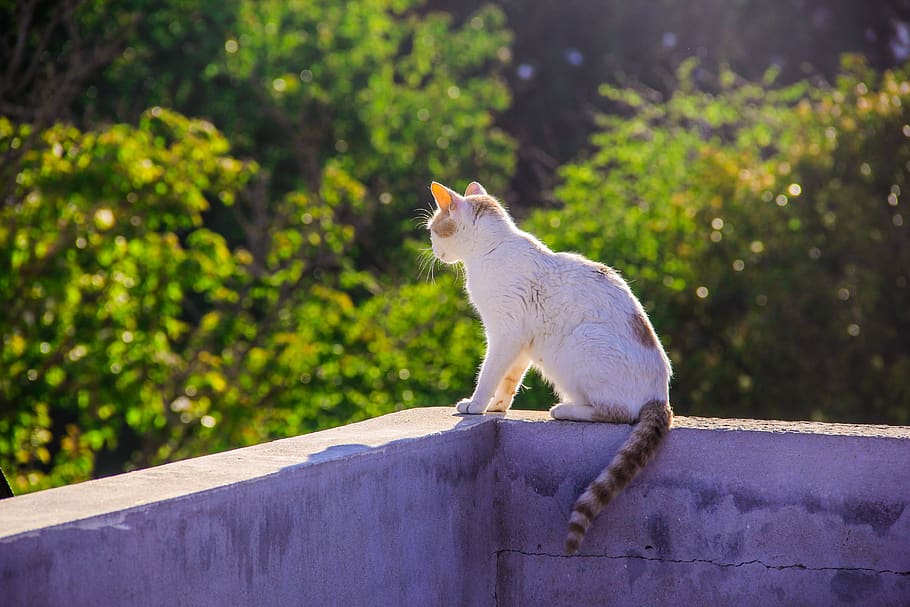 cat, spring, animals, nature, green, animal themes, mammal HD wallpaper