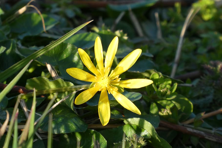 flower, weeds, spring, berm, vegetable, blossom, meadow, growth HD wallpaper