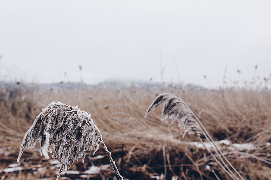 Dried Grass, cold, color, daylight, dry, environment, field, frost HD wallpaper
