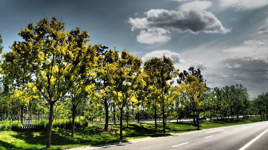 tree, plant, road, sky, transportation, cloud - sky, beauty in nature HD wallpaper
