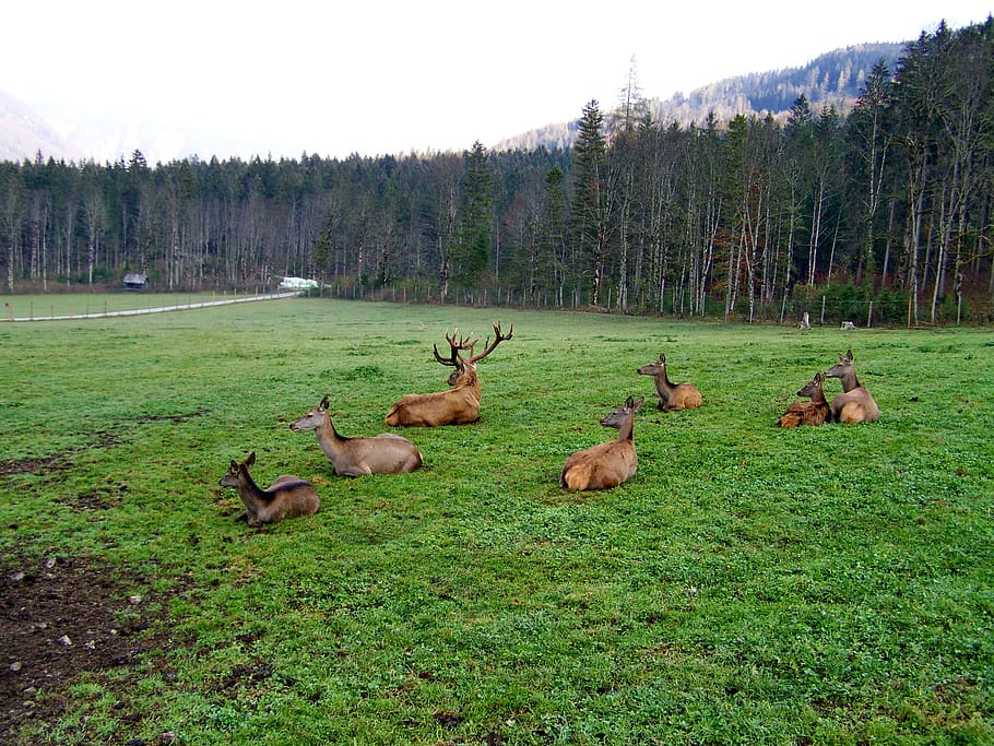 deer herd, rest, rumination, plant, tree, animal themes, land HD wallpaper