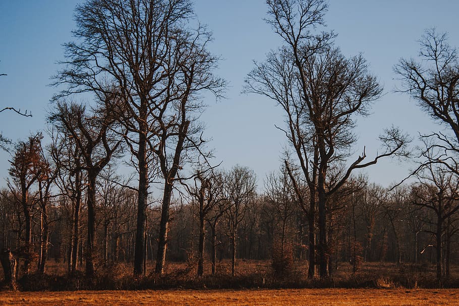 brown trees under blue sky, nature, plant, outdoors, forest, ground HD wallpaper