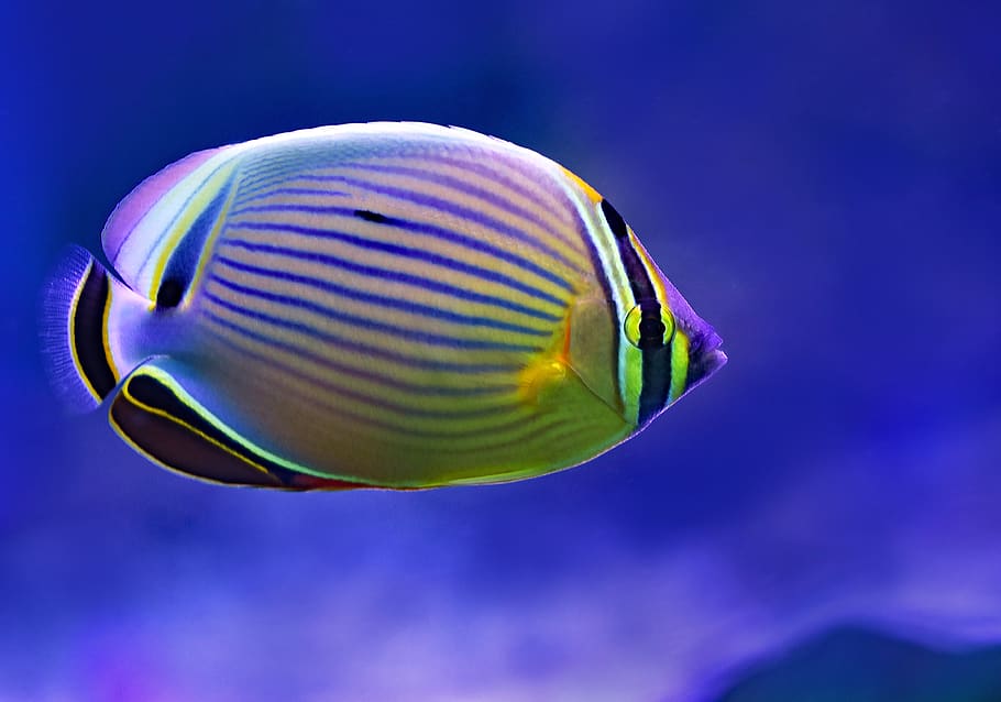 animal wildlife, animal themes, sea, water, underwater, vertebrate HD wallpaper