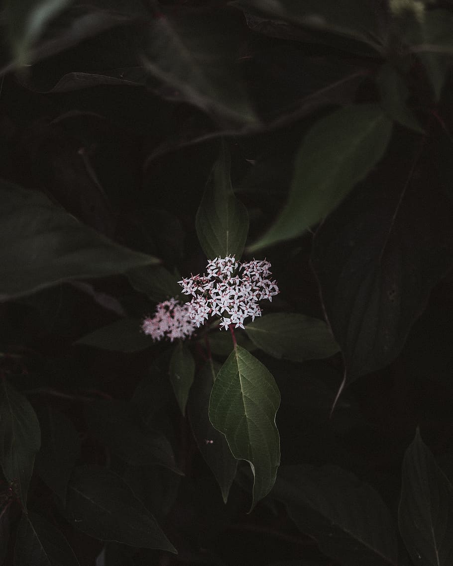 leafs, flowers, white, garden, lumix, shadows, nature, macro HD wallpaper