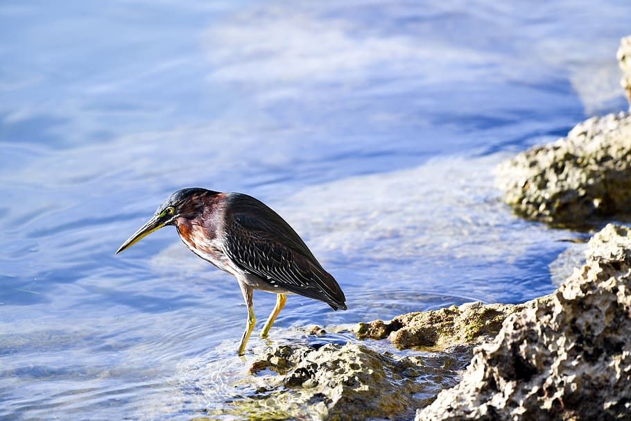one animal, animal wildlife, animal themes, bird, animals in the wild HD wallpaper