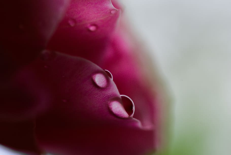 drop, pink, nature, flower, plants, love, petals, leaves, color HD wallpaper
