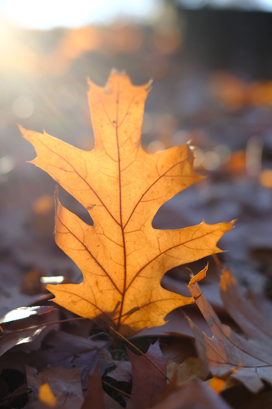 leaf, leaves, autumn, fall color, nature, fall foliage, autumn colours HD wallpaper