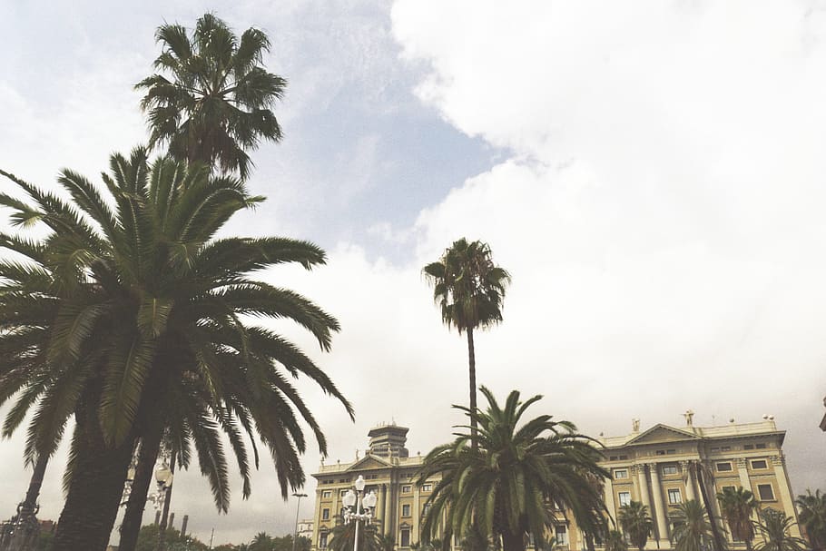 palms, bay, beach, barcelona, city, street, tropical, warm HD wallpaper