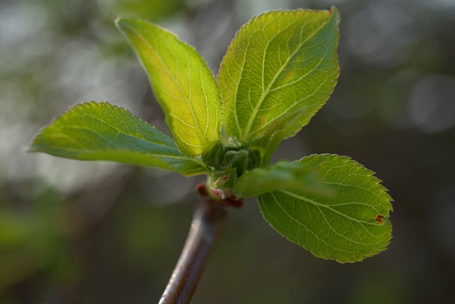 spring, green, leaf, bud, tree, branch, fresh, bloom, grow HD wallpaper