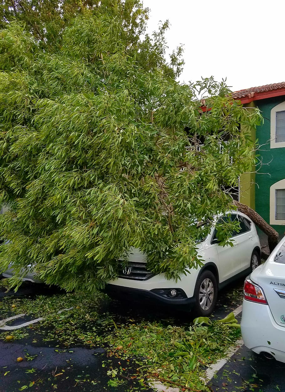 irma, hurricane, building, landscape, tree, plant, mode of transportation HD wallpaper