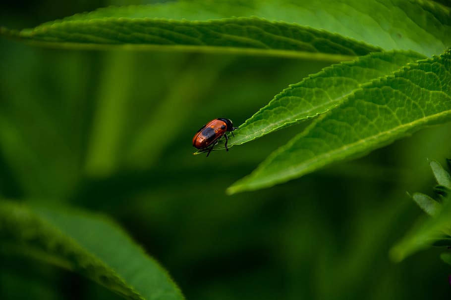 bug, green, red, black, invertebrate, animal themes, animal wildlife HD wallpaper