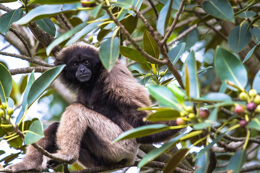animal, ape, tree, green, nature, eyes, curious, travel, wallpaper HD wallpaper