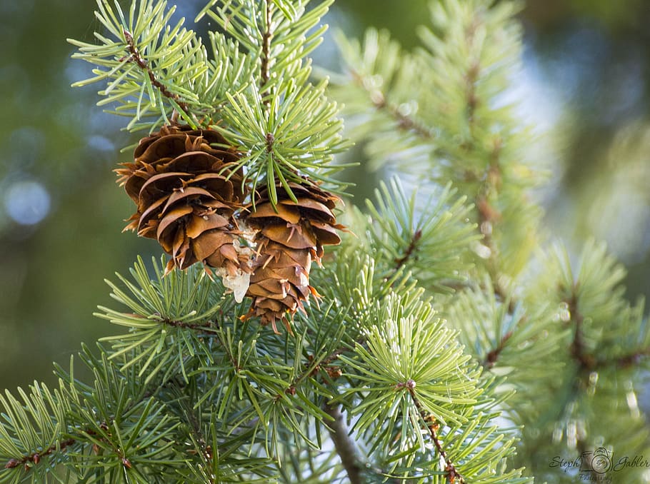 pine cone, green, tree, nature, branch, needles, conifer, forest HD wallpaper