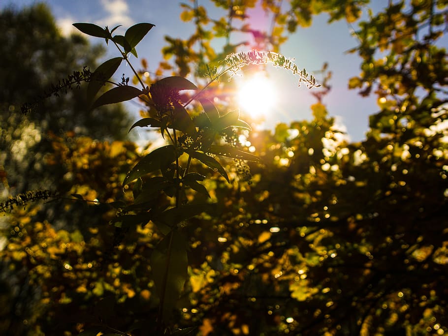 summer, flower, plant, blured, sky, garden, autumn, sun, growth HD wallpaper