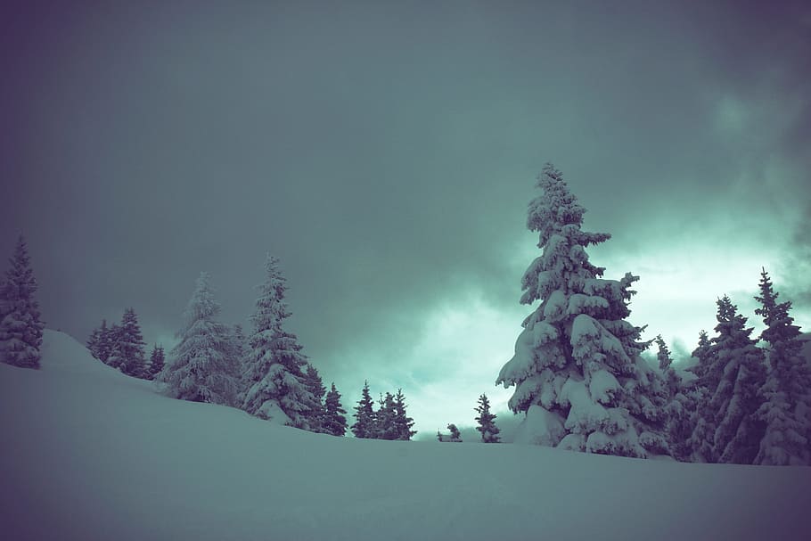 tree, mountain, snow, winter, cloud, sky, night, atmosphere