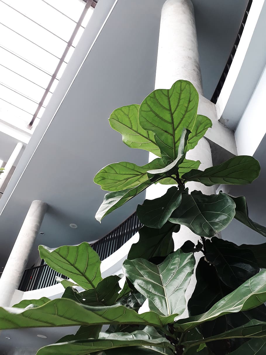 green-leafed plant, plant part, green color, growth, nature, day HD wallpaper