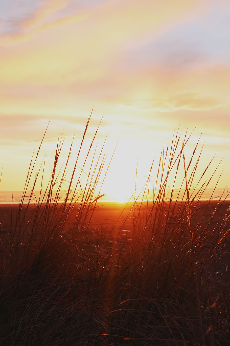 Grass During Golden Hour, beach, dawn, dusk, ocean, sea, seascape HD wallpaper