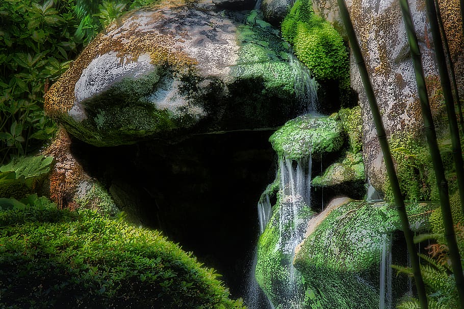 tree, lake, forest, garden, rock, plant, growth, solid, rock - object HD wallpaper