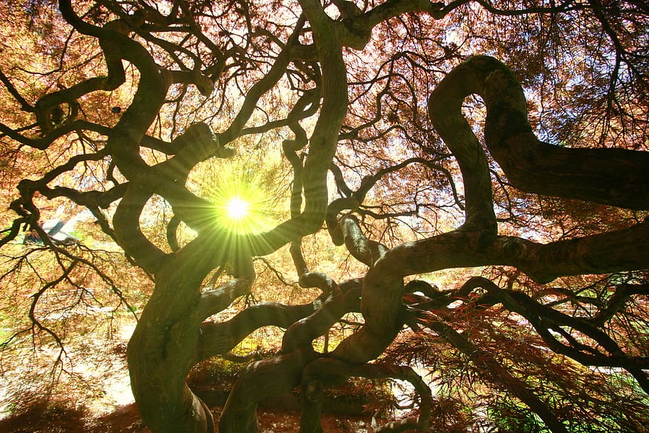 tree, mystical, mood, secret, fantasy, fairy tales, mysterious HD wallpaper