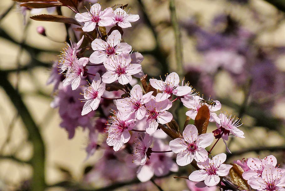 spring, flowers, blooms, nature, beauty, tree, pink, flowering plant HD wallpaper