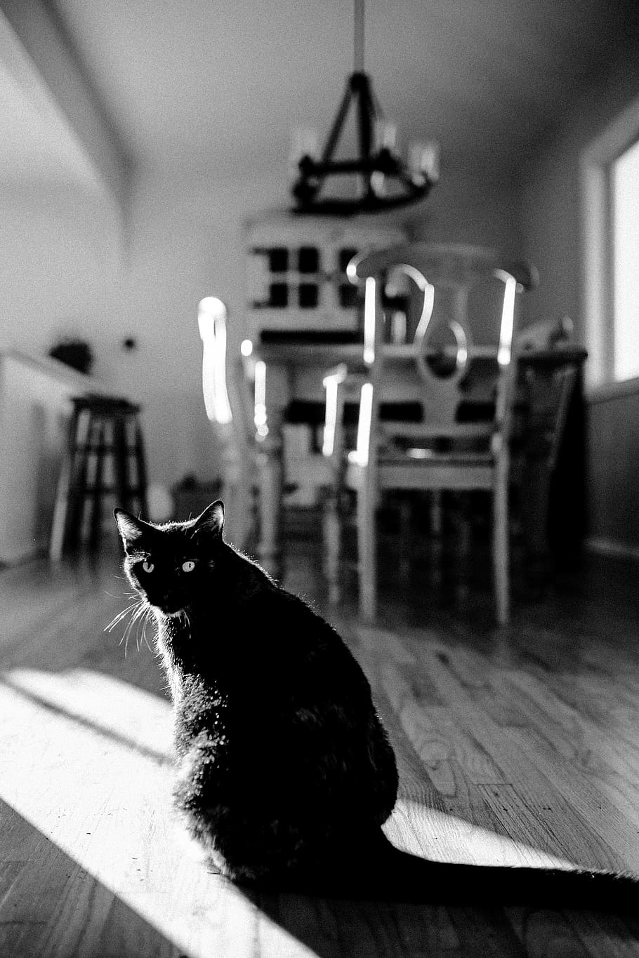 cat near dining set inside room, domestic cat, feline, pets, mammal HD wallpaper