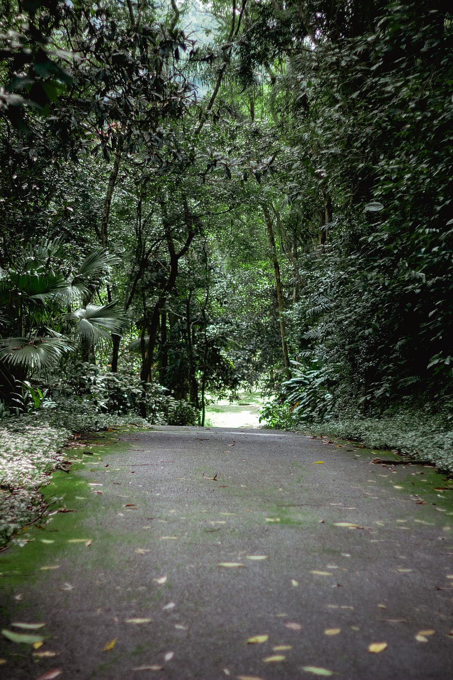 road between green trees, garden, outdoors, arbour, nature, vegetation HD wallpaper