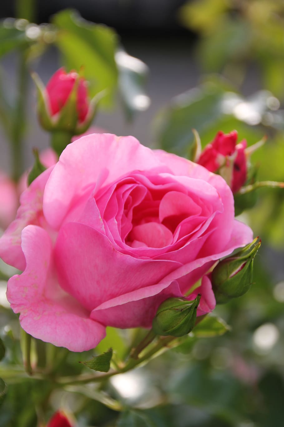rose, flower, blossom, bloom, nature, rose bloom, red, romance HD wallpaper