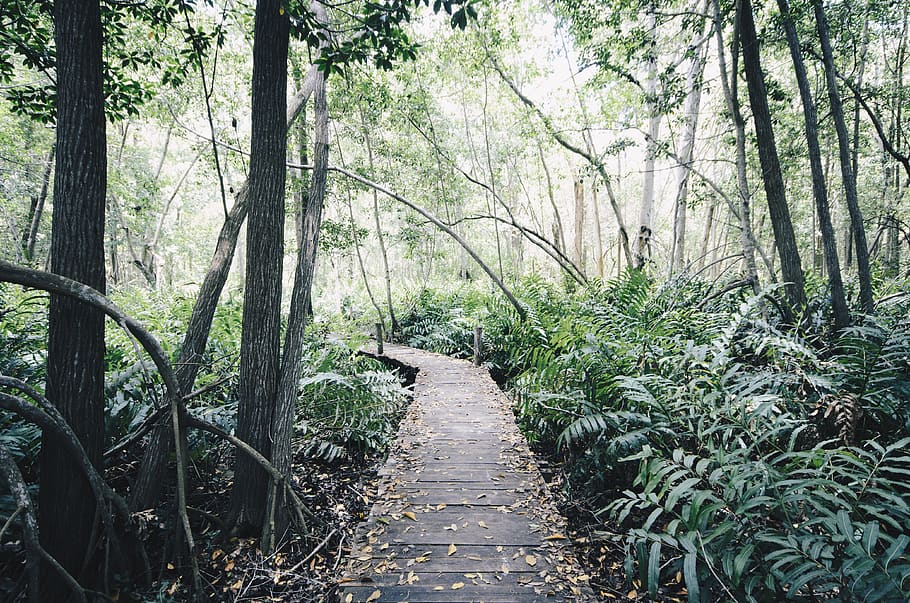 mexico, celestún, way, road, choice, nature, jungle, trees HD wallpaper