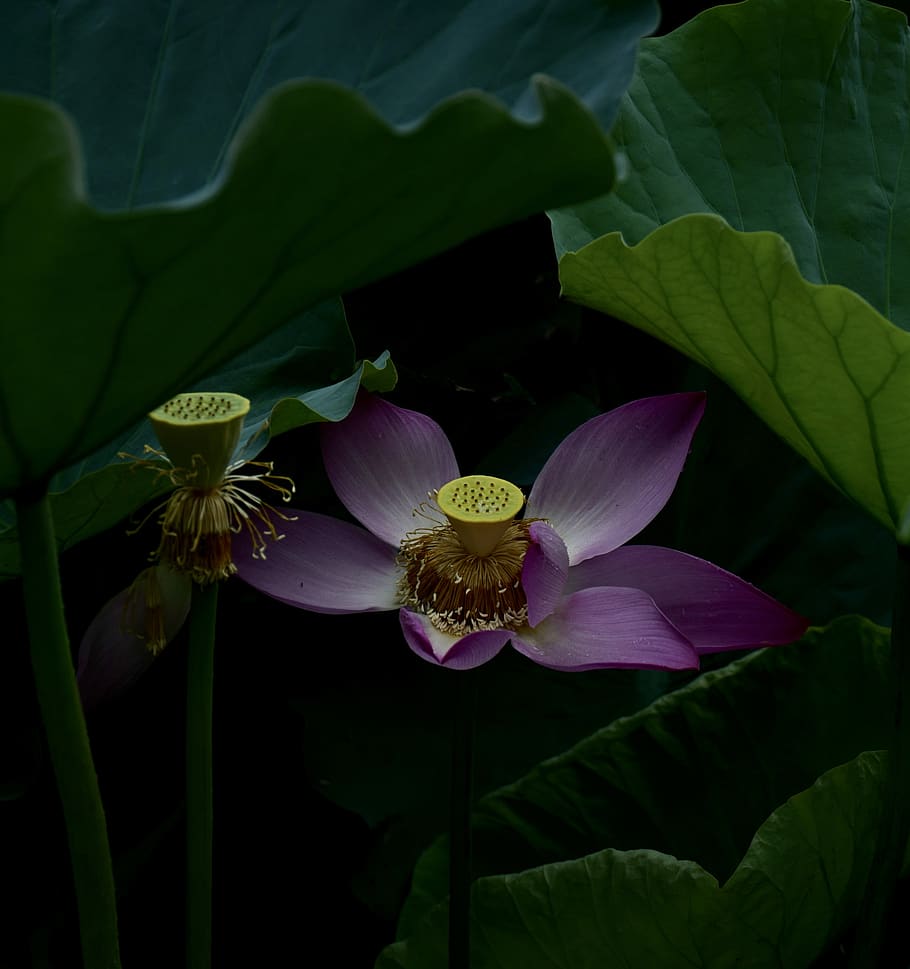lotus flower, petal, china, mount putuo-east china, zhoushan HD wallpaper