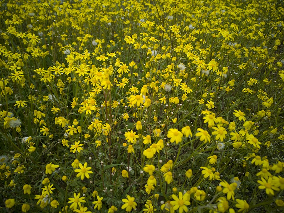 daisies, spring, yellow, botanical, summer, current season HD wallpaper