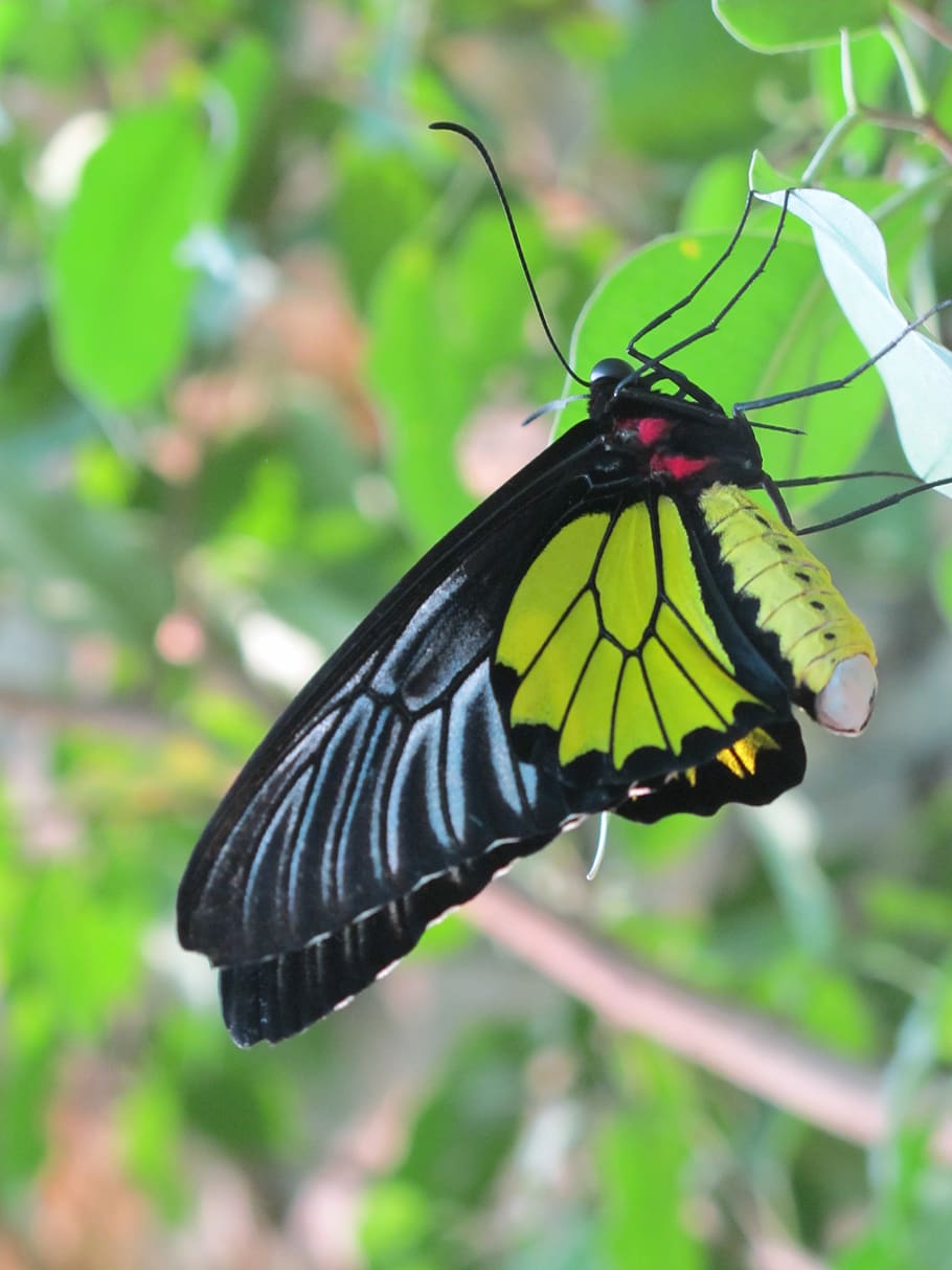 butterfly, insect, macro, leaves, animal themes, animal wildlife HD wallpaper