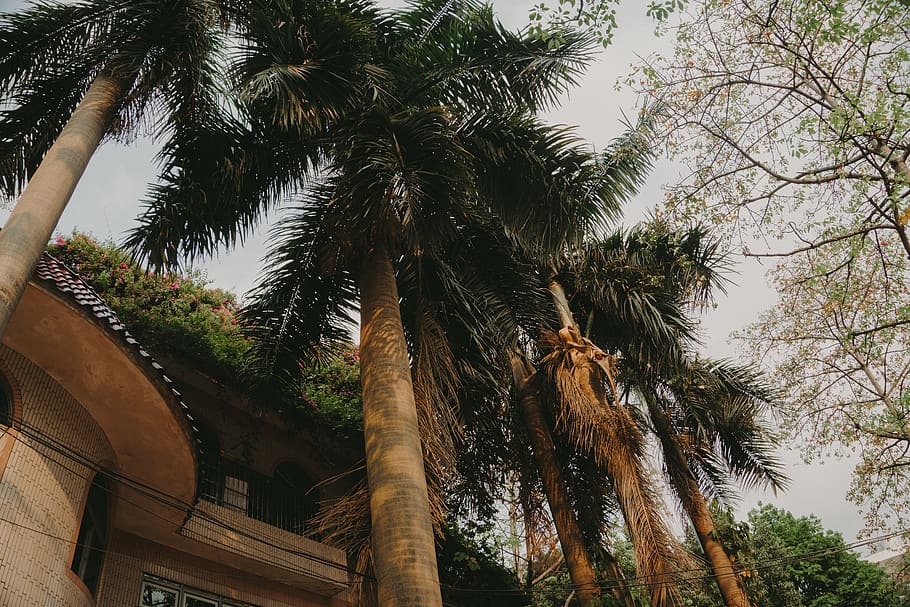 Palm Trees Under Gray Skies, architecture, atmospheric, beach HD wallpaper