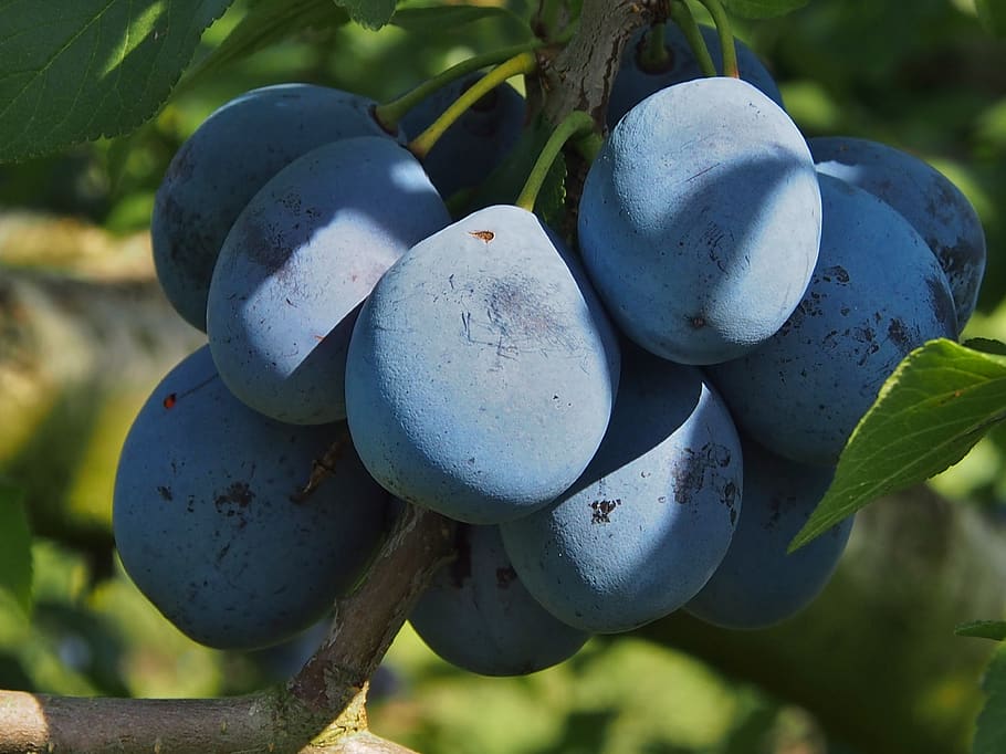 plums, fruit, blue, purple, harvest, fill, focus on foreground HD wallpaper