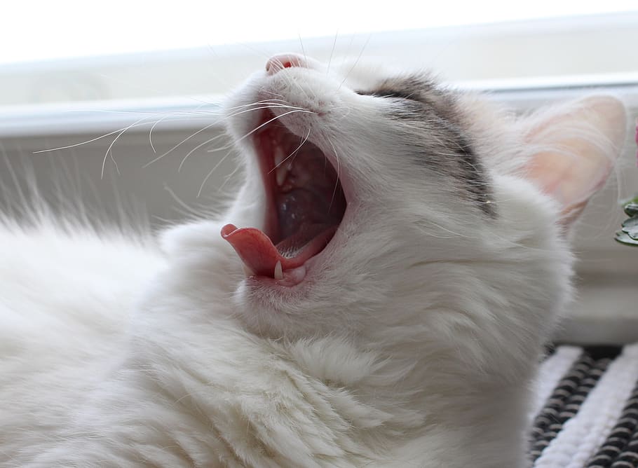 cat, yawning, feline, resting, cute, reclining, domestic, curious, HD wallpaper