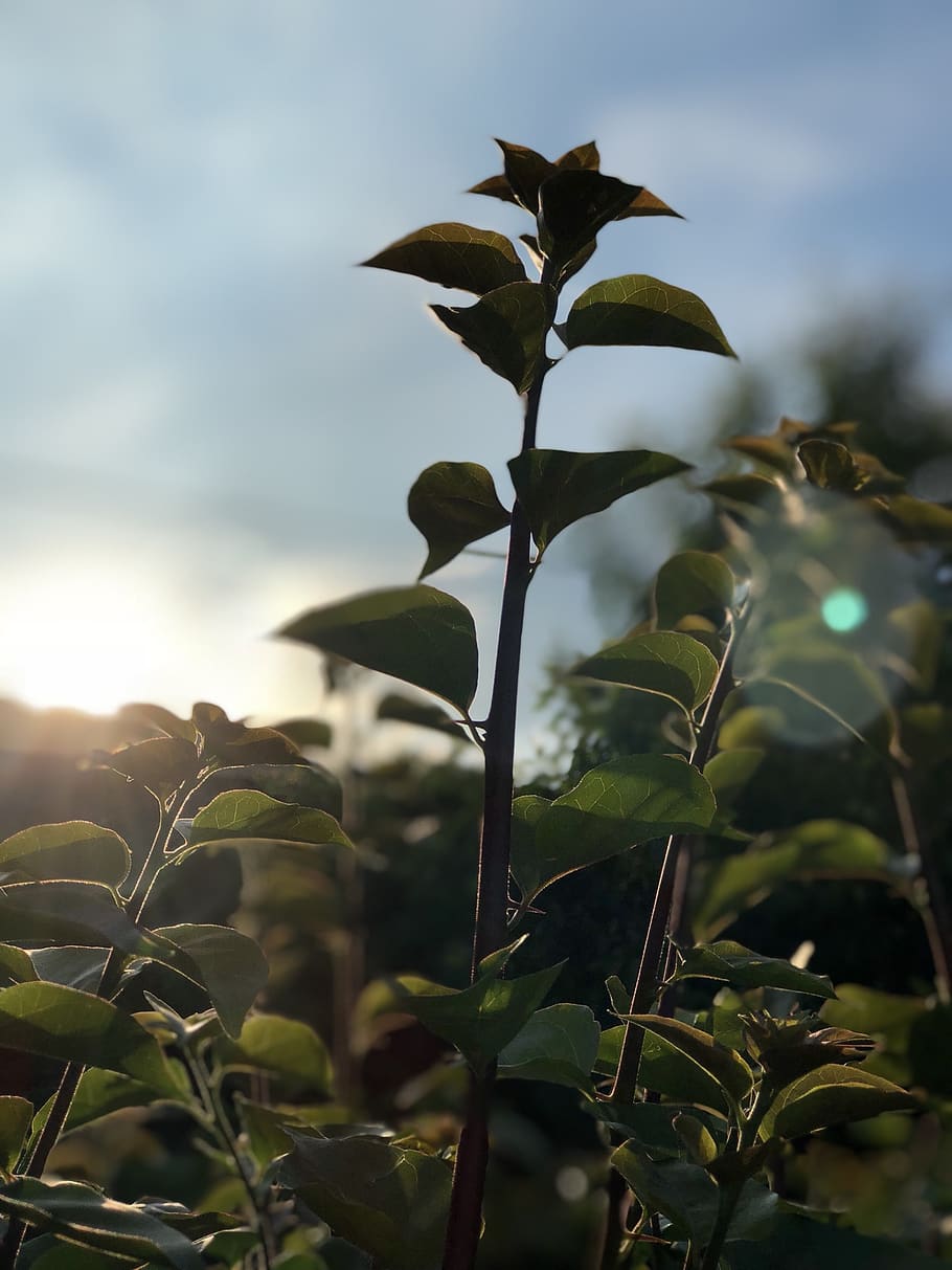 honduras, san pedro sula, sunset, plant part, leaf, growth HD wallpaper