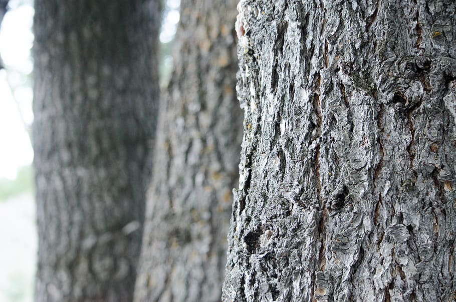 trees, close-up, trunk, tree trunk, textured, plant, rough HD wallpaper
