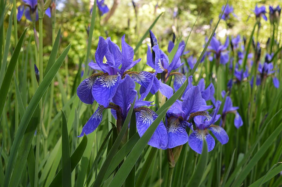 canada, vancouver, iris, flowers, plant, flowering plant, growth HD wallpaper