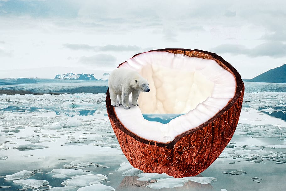climate change, global warming, ice melt, coconut, drupe, tropical HD wallpaper