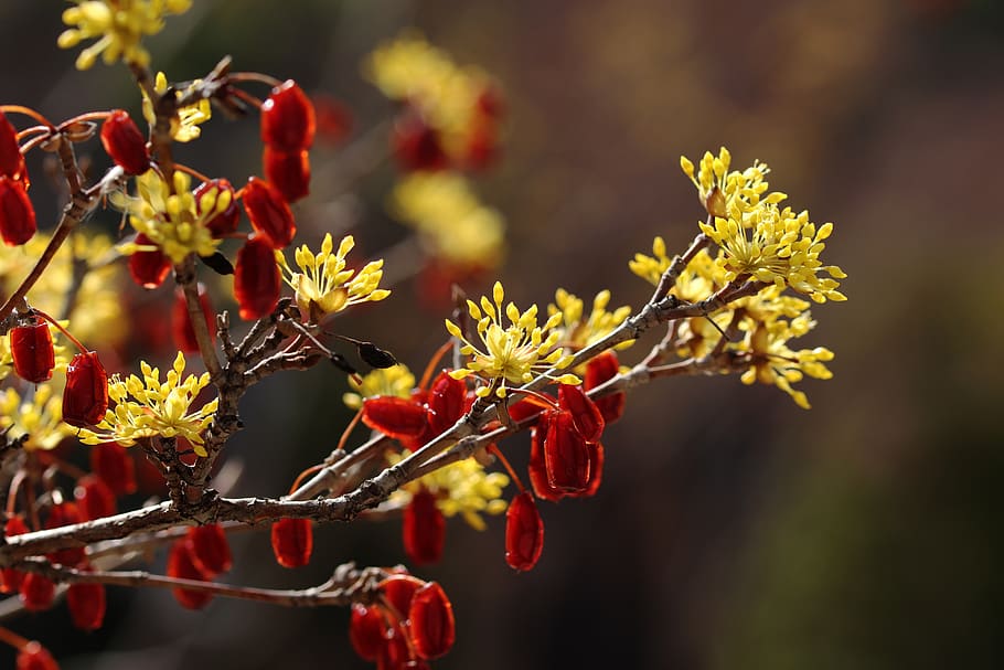 spring, spring flowers, nature, plants, beautiful, wood, garden HD wallpaper