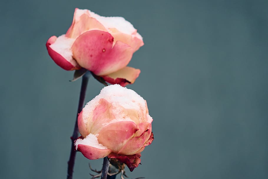 rose, rose petals, snow, cold, filled, snowy, romantic, blossom